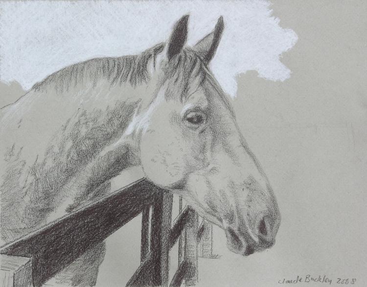 Claude Buckley- Portrait of a Horse, 11 x 14 in, pastel pencils on paper